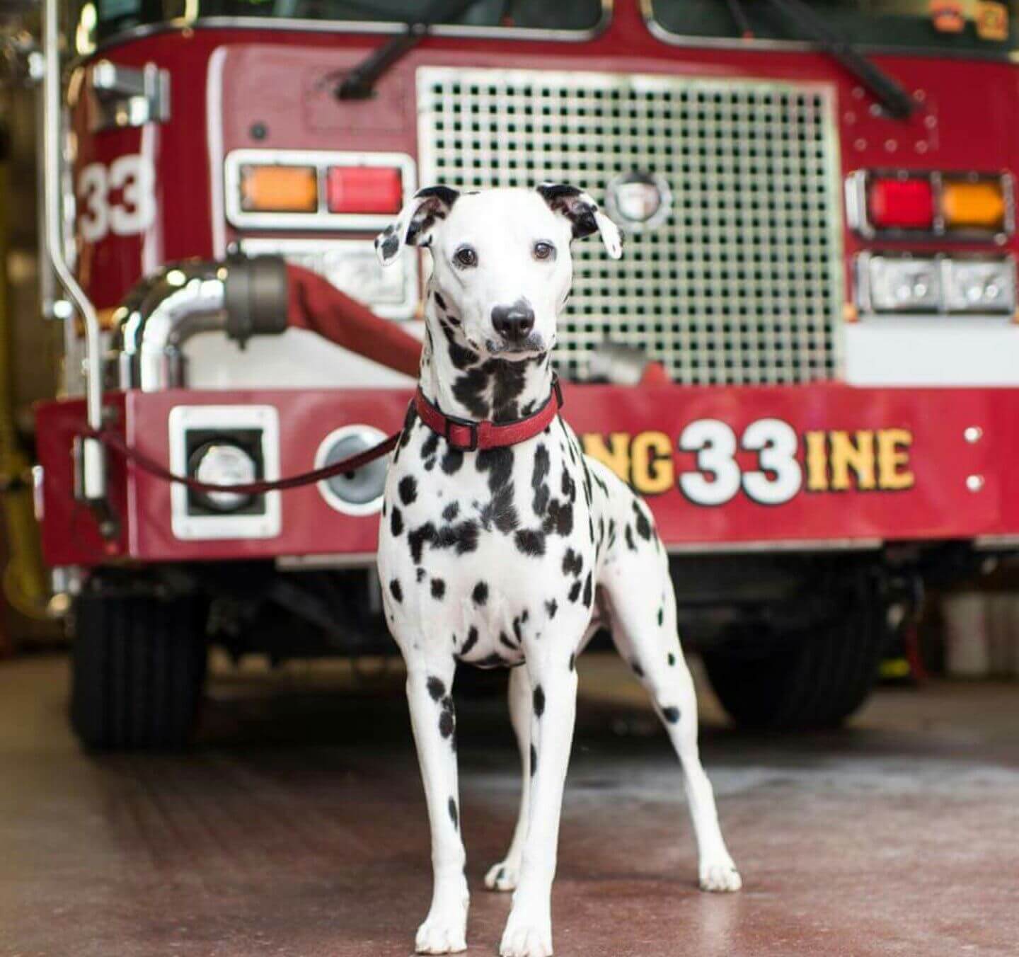 The History of Dalmatians as Fire Dogs