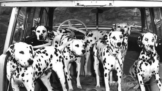 Why Do Firefighters Have Dalmatians?