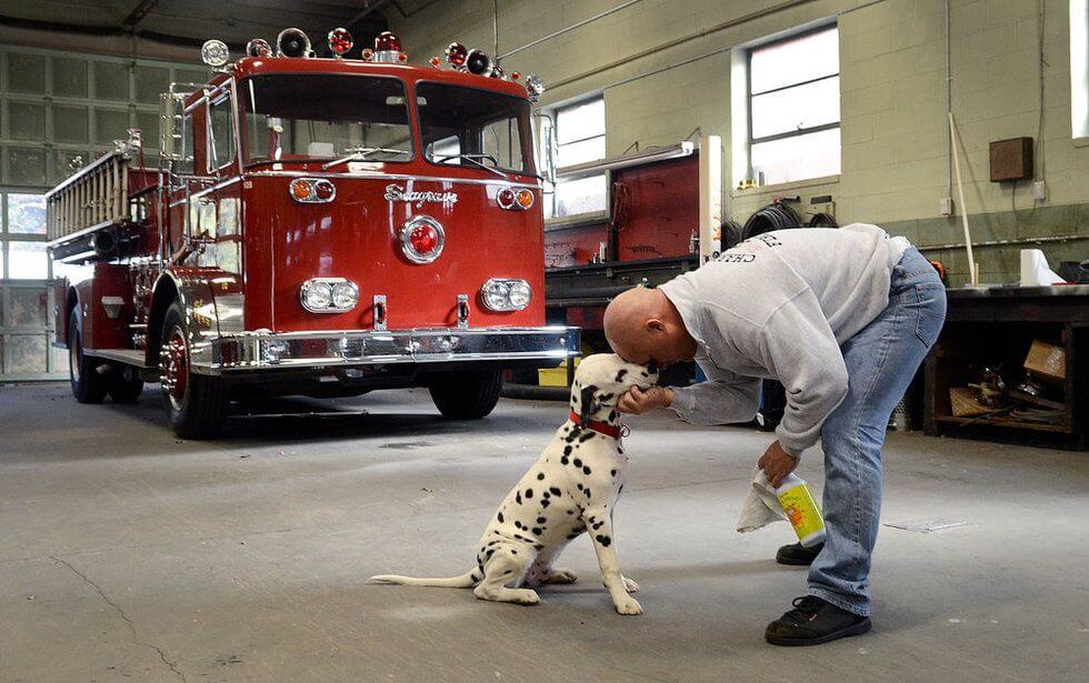 The History of Dalmatians as Fire Dogs