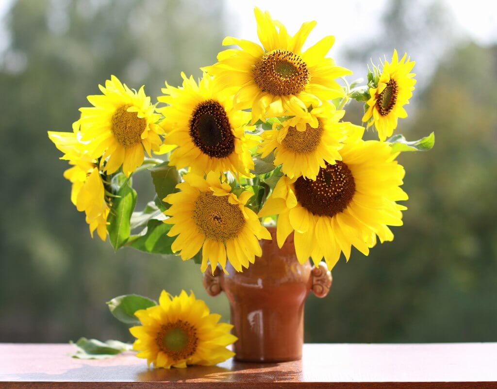 Self-Watering Sunflower Kit